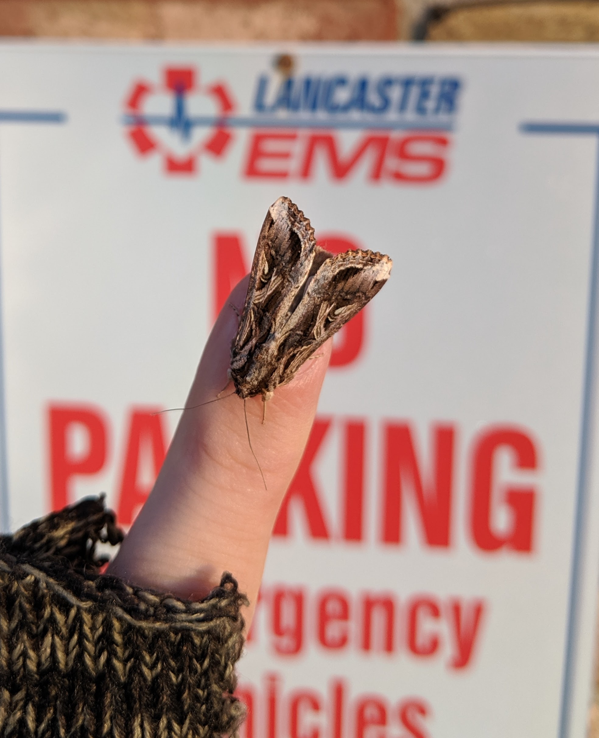 As far as I can tell, this is the first ever sighting of this moth in PA!  We are doing science here, people_20191024.jpg